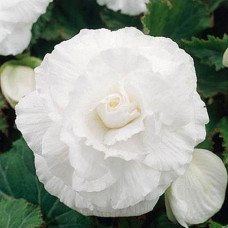 Бігонія Double White (Дабл Уайт)