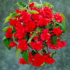 Бегония Pendula Scarlet (Пендула Скарлет)
