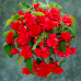 Бегония Pendula Scarlet (Пендула Скарлет)