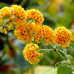 Буддлея Sungold / ЗКС Буддлея Sungold / ЗКС