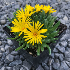 Делосперма Єллоу Айс Плант (Yellow Ice Plant) / ЗКС