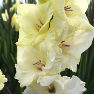 Гладіолус Amber (3шт)