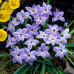 Калохортус Ipheion Wisley Blue / 3 шт.