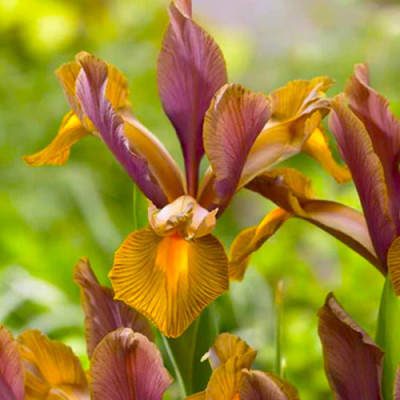 Ірис Hollandica Bronze Perfection (2 шт.)