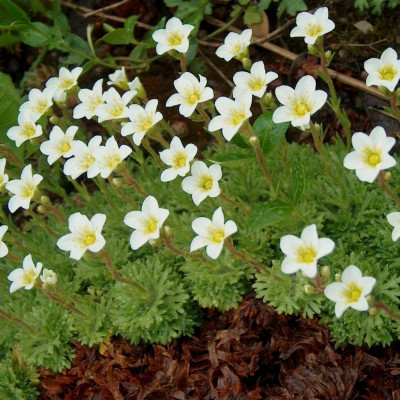 Камнеломка