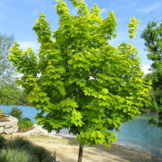 Клен платонавидний (Acer platanoides) / 1,5 м, ОКС