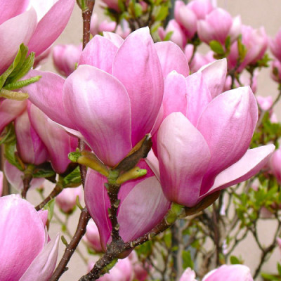 Магнолія Суланжа (Magnolia soulangeana) / 50 см, ЗКС