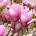 Магнолія Суланжа (Magnolia soulangeana) / 50 см, ЗКС