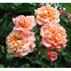 Плетисті персикові троянди
