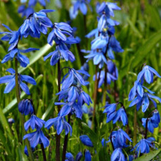 Проліска Spring Beauty (Спрінг Бьюті) / цибулини, 3 шт.