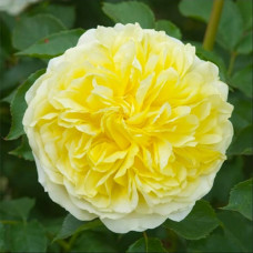 Роза английская Пилигрим (Pilgrim)
