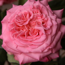 Роза чайно-гибридная роза Эшли (Ashley)