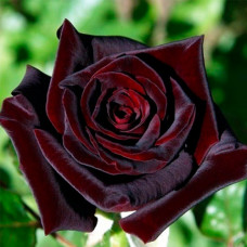 Плетиста троянда Чорна Королева (Black Queen)