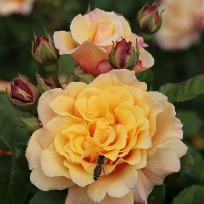 Троянда Карамела (Caramella)