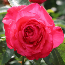 Троянда чайно-гібридна троянда Черрі Леді (Cherry Lady)