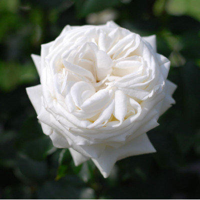 Троянда чайно-гібридна Ломоносов (П'єр Ардіті)