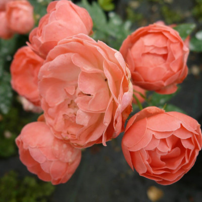 Троянда спрей Марго Костер (Margo Koster)