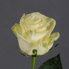 Троянда Мондіаль (Mondial)