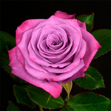 Роза чайно-гибридная роза Муди Блу (Moody Blue)