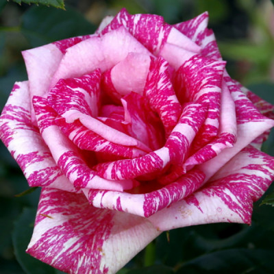 Троянда чайно-гібридна Пінк Інтуїшн (Pink Intuition)