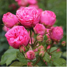 Троянда чайно-гібридна Пінк Піано (Pink Piano)