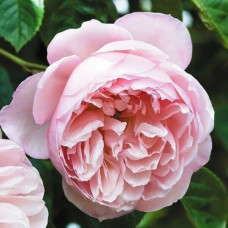 Плетистая роза Дженероуз Гарден (Generous Gardener)