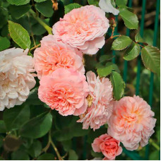 Плетистая роза Розе де Толбиак (Rose de Tolbiac)