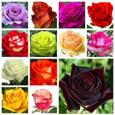 Троянда "Рандомний сорт"