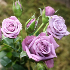 Роза спрей Фиолетовая