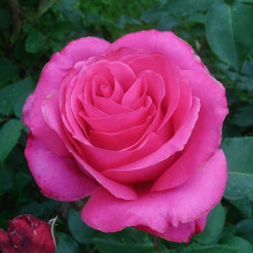 Троянда чайно-гібридна троянда Висоцького (Венроза)