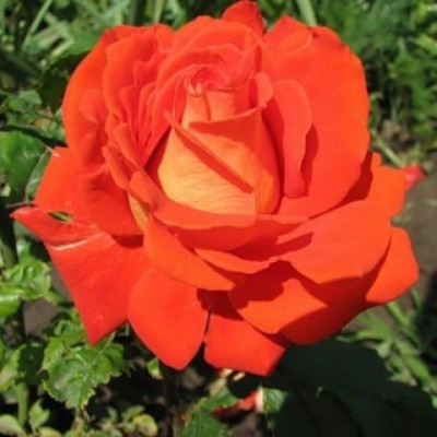 Троянда чайно-гібридна Верано