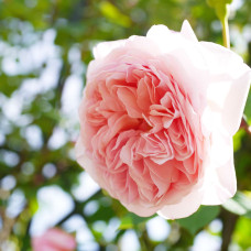 Роза английская Вильям Морис (William Morris)