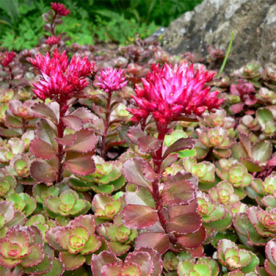 Седум (Очиток) Spurium (Сруріум) / ЗКС