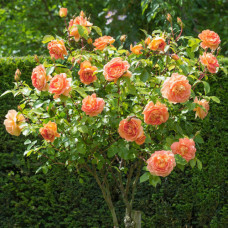 Штамбовая роза Бельведер (Belveder)