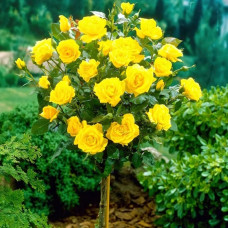Штамбовая роза Беролина (Berolina)