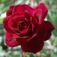 Штамбовая роза Бургунди (Burgundy)
