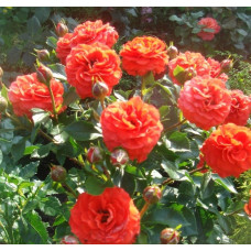 Штамбовая роза Ламбада (Lambada)