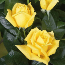 Штамбовая роза Ландора (Landora)