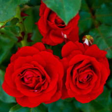 Штамбовая роза Нина Вейбул (Nina Weibull)