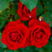 Штамбова троянда Ніна Вейбул (Nina Weibull)