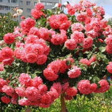 Штамбовая роза Розариум (Rosarium)