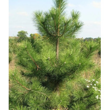 Сосна Кримська Pinus / p9 H 15 см