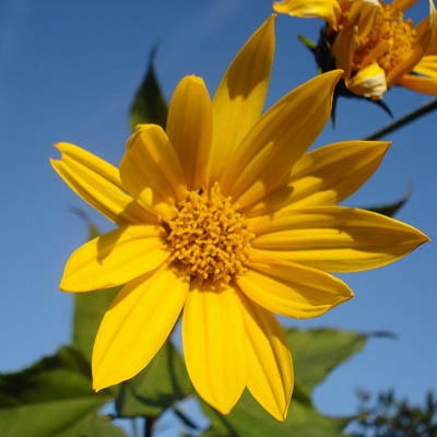Агапантус Africanus (кореневище)
