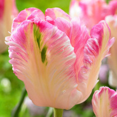 Тюльпан Cabanna (Кабанна) / луковицы, 2 шт.