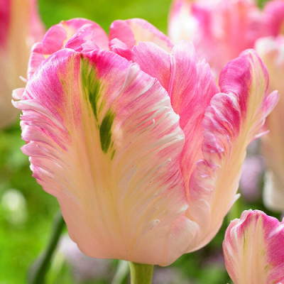 Тюльпан Cabanna (Кабанна) / цибулини, 2 шт.