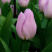 Тюльпан Candy Prince (Кенді Принц) / цибулини, 2 шт. Тюльпан Candy Prince (Кенді Принц) / цибулини, 2 шт.