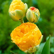Тюльпаны Double Beauty of Apeldoorn (3 шт.)