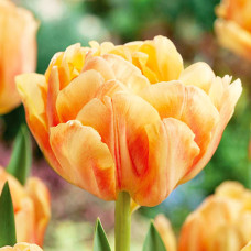 Тюльпан махровий Foxy Foxtrot (Фоксі Фокстрот) / цибулини, 2 шт.