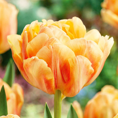 Тюльпан махровий Foxy Foxtrot (Фоксі Фокстрот) / цибулини, 2 шт.