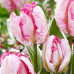 Тюльпан Parrot Pinkvision (Перрот Пінк Віжн) / цибулини, 2 шт.